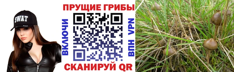 Псилоцибиновые грибы мухоморы  Купить где  Людиново 